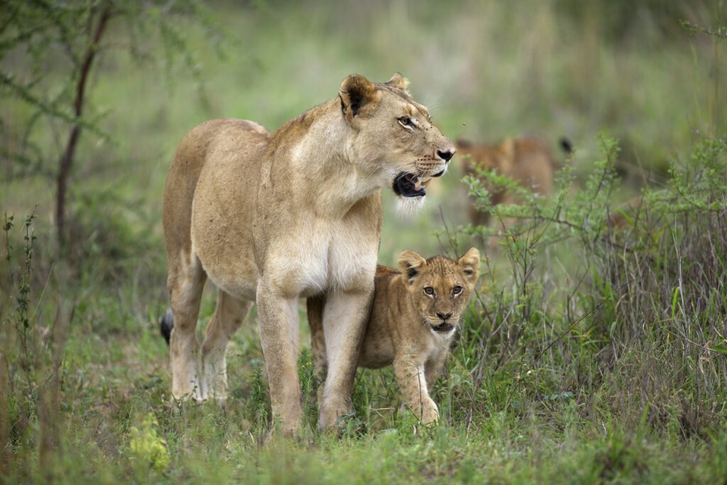 Lioness and cub near the Kapama River Lodge