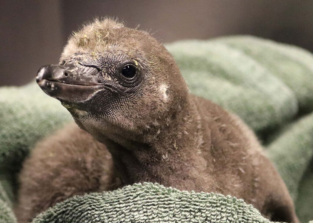 Gay male penguin parent a Humboldt chick (Photo Credit: Rosamond Gifford Zoo)