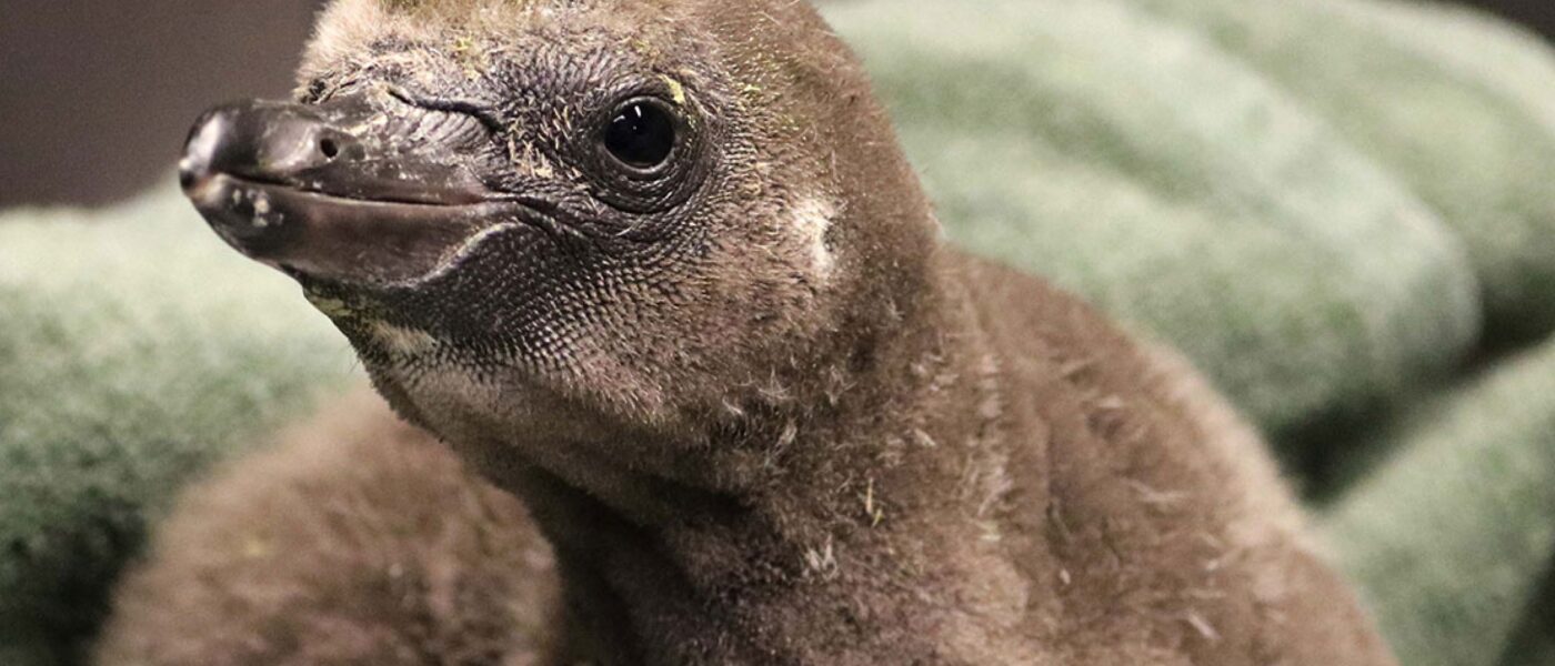 Gay male penguin parent a Humboldt chick (Photo Credit: Rosamond Gifford Zoo)