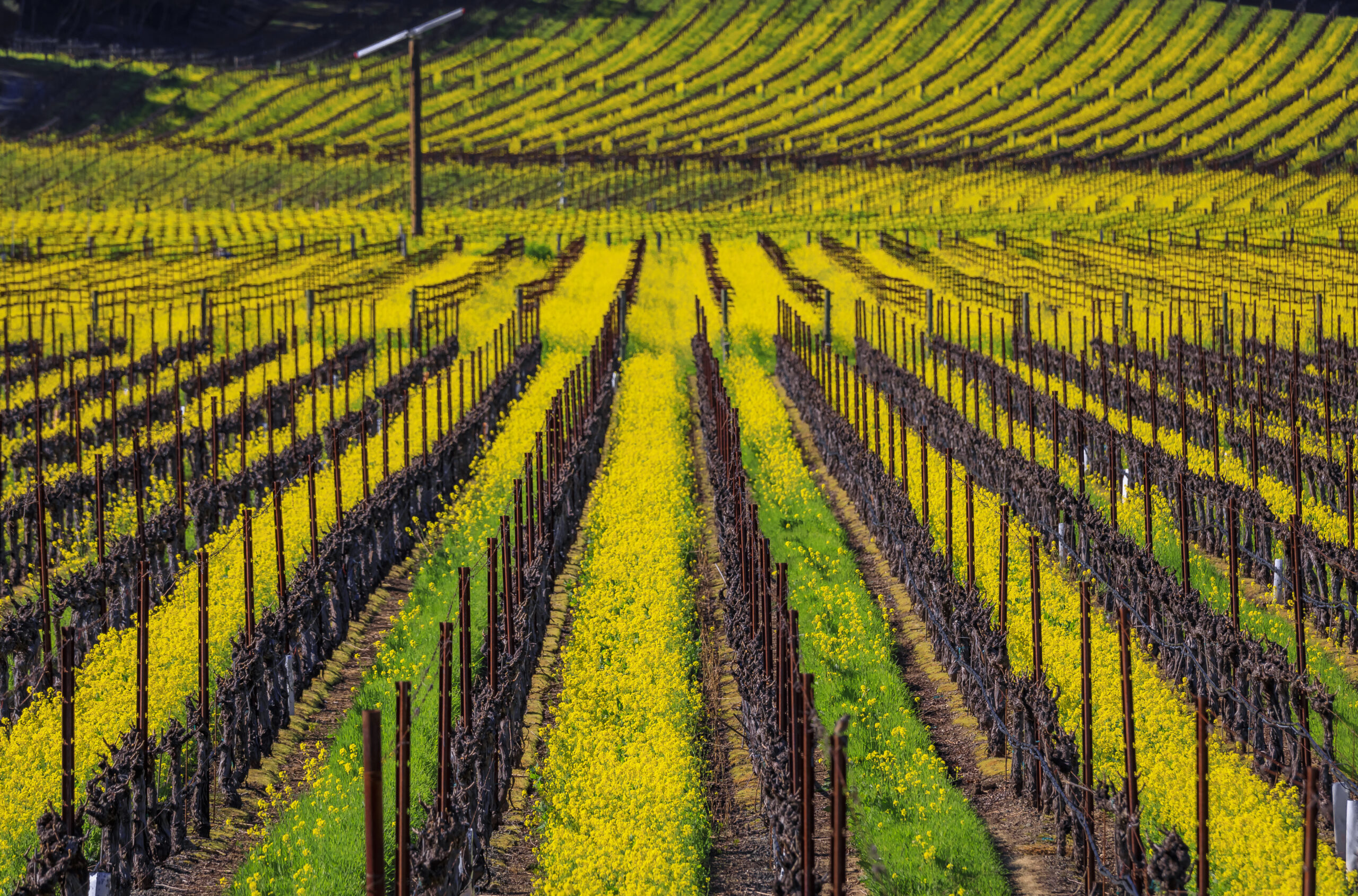 Yellow mustard flowers blooming in Yountville, Napa Valley, California (Photo Credit: SvetlanaSF / iStock)