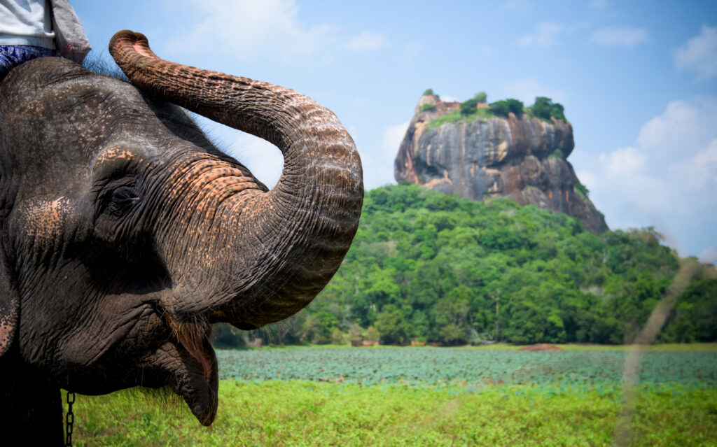 Elephant in Sigiriya lion rock fortress, Sri Lanka (Photo Credit: TRphoto / iStock)