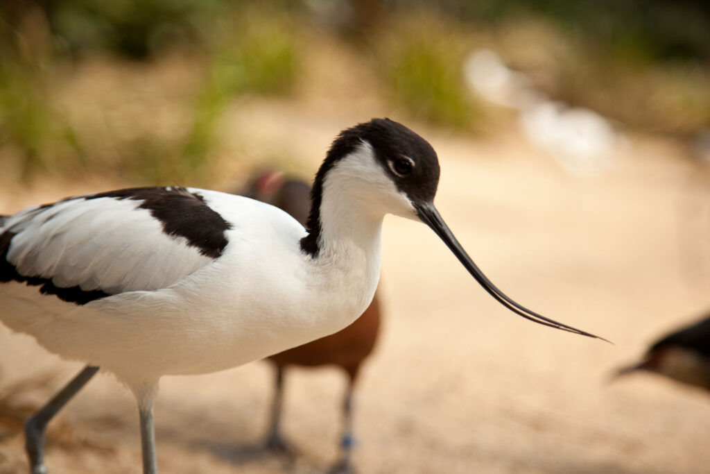 Reserva Natural do Estuário do Tejo is the perfect spot for bird-watchers, who will see a variety of winged wildlife here, including pied avocets. (Photo Credit: kerkla / iStock)