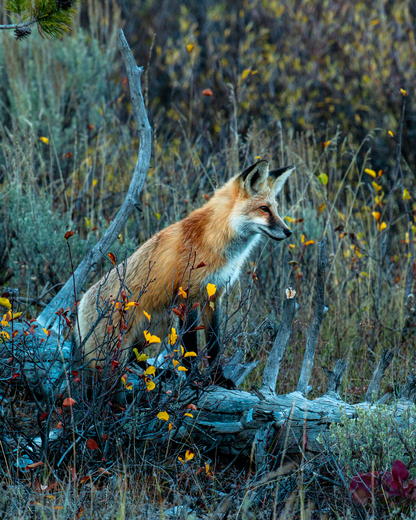 Grand Teton National Park (Photo Credit: Magnus Rasmussen)